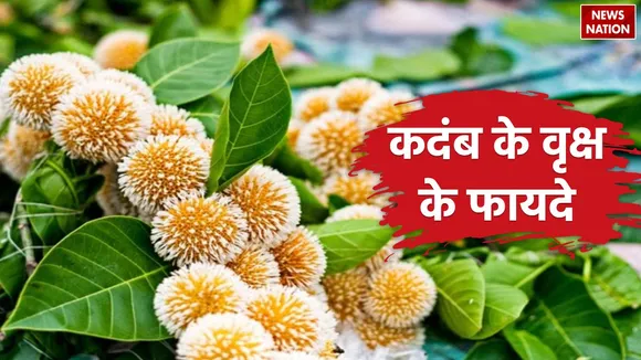 Kadamba Tree Vastu