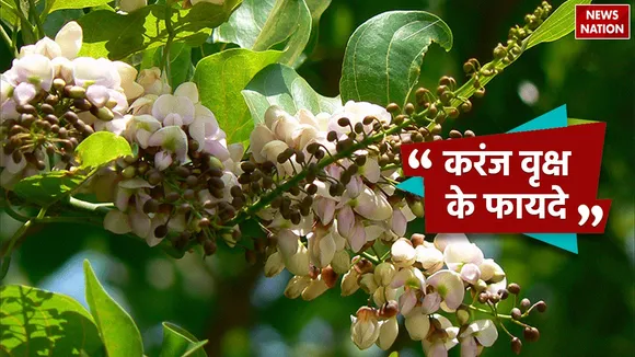 Karanj Tree Benefits