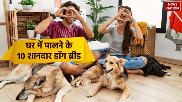 10 wonderful dog breeds to keep at home