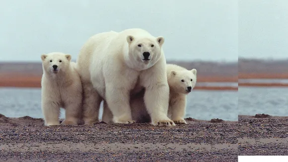 International Polar Bear Day