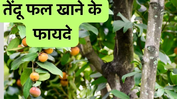 Benefits of Eating Tendu Fruit