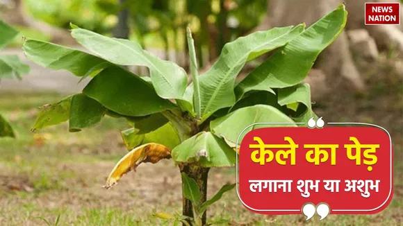 vastu tips for banana tree at roof