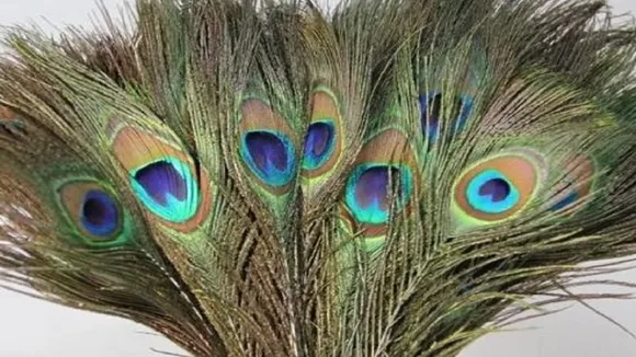 peacock feathers