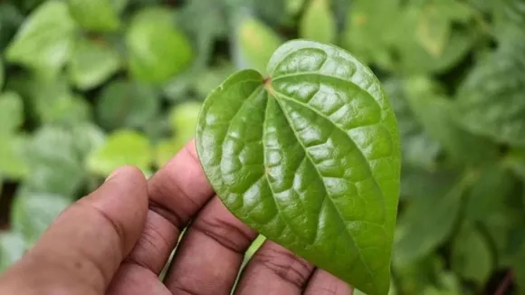 Betel leaves