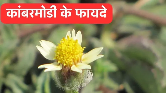 Kambarmodi Benefits