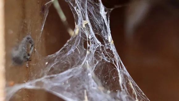 spider web
