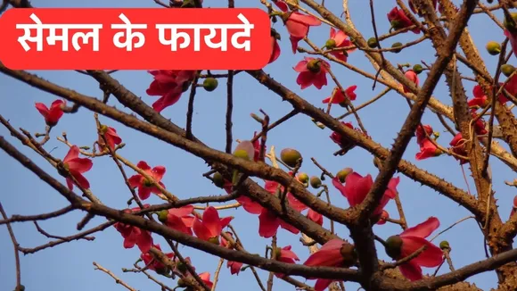 Semal Tree Benefits