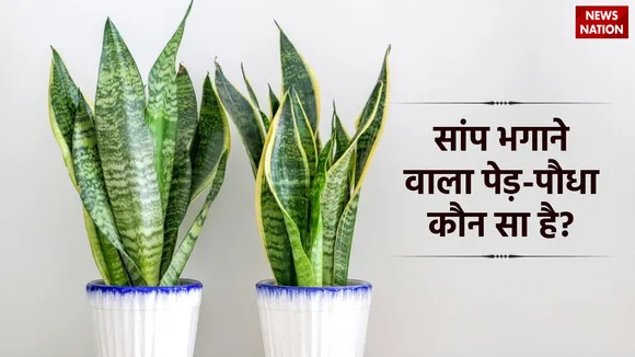 Plants To Avoid Snakes