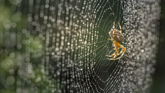 spider web