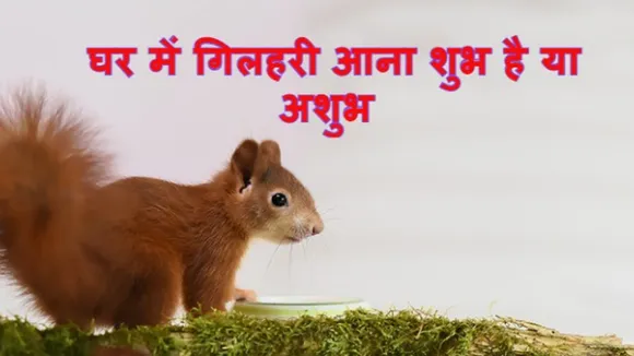 गिलहरी का दिखना शुभ होता है या अशुभ