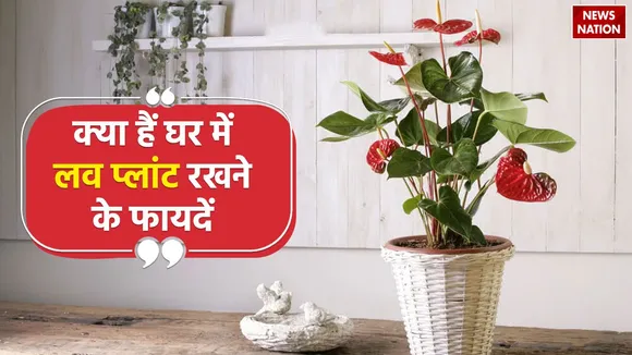 vastu tips of love plant for career money love and vastu dosh