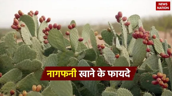Nagfani Benefits