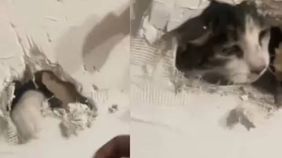 viral_video