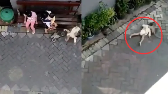 viral monkey kidnap video