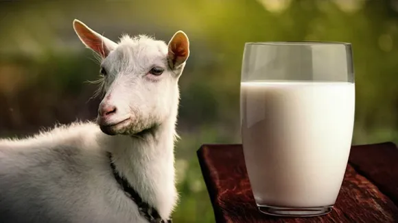 goat milk