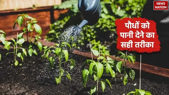 Gardening Tips