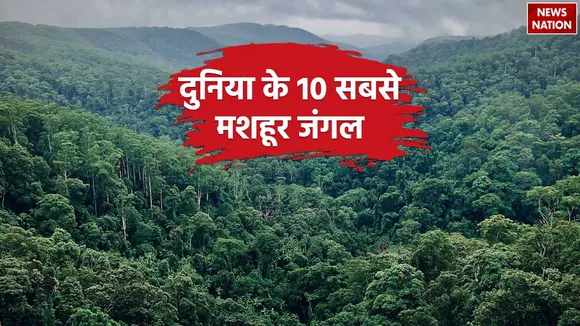 Famous Forests In The World