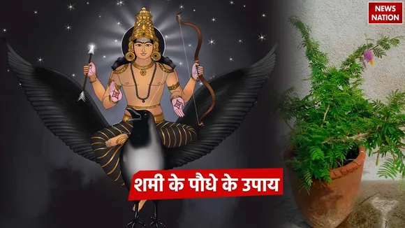 Shami Plant Upay
