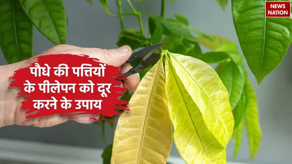 Plant leaves turning yellow tips
