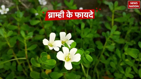 Brahmi Health Benefits