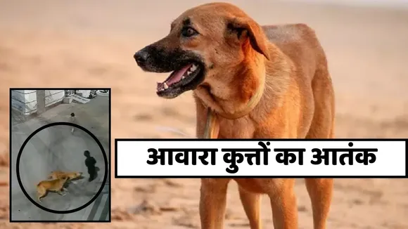 terror of stray dogs