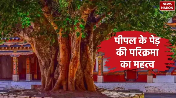 Parikrama of peepal tree in somvati amavasya