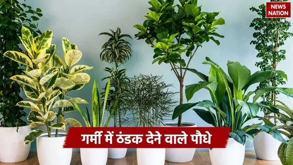 Cooling Plants for Summer