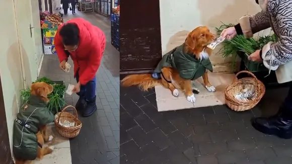 viral video dog