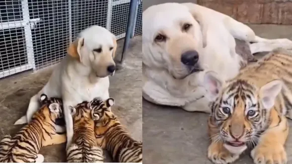 viral wildlife video