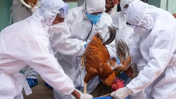 bird flu