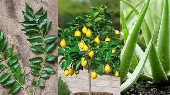 five plants in summer season