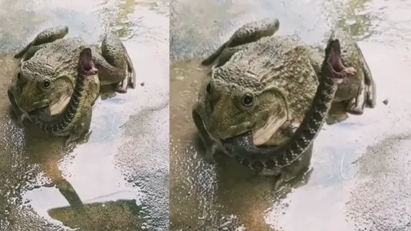 viral video snake and frog