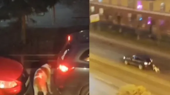 VIRAL dog VIDEO