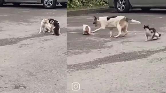viral video