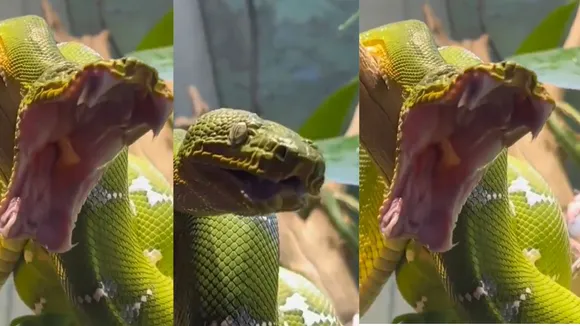 snake viral video