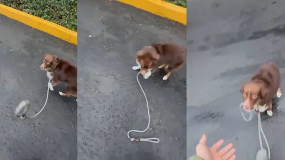 viral dog video