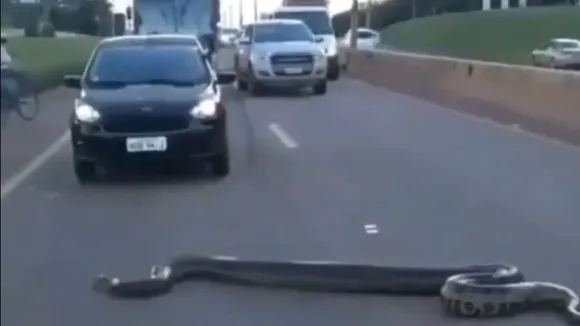 viral snake video