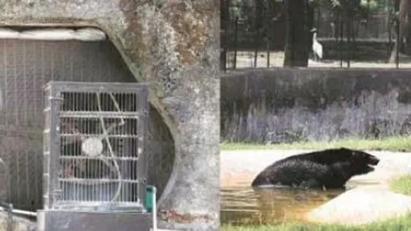 chandigarh animals bearing the brunt