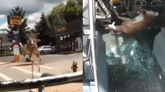 Deer Viral Video