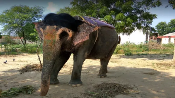 Elephant Village Of India