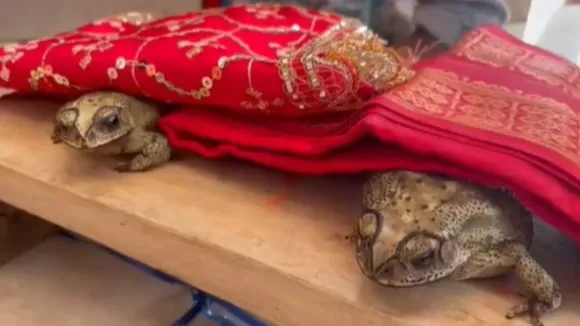 Frog Marriage