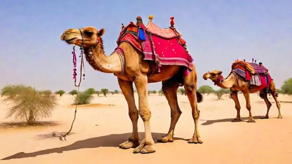 Camel