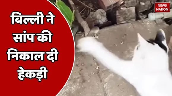 cat snake fight viral video