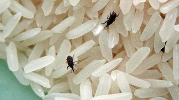 rice