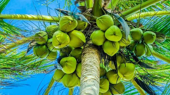 Coconut Tree Worship