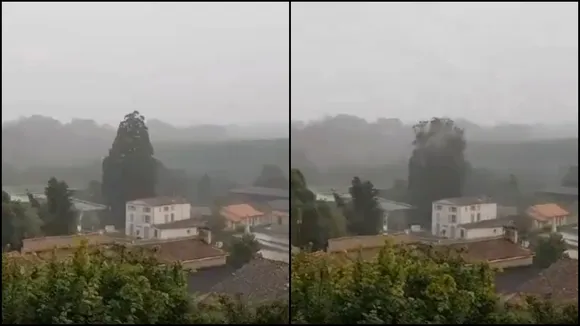tree destroyed by lightning  1