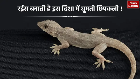 Lizard Vastu Tips for Wealth Prosperity