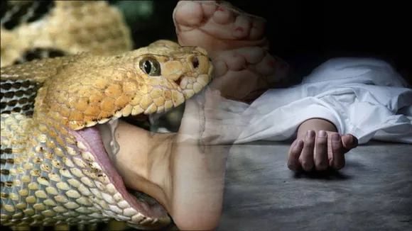 snake attack