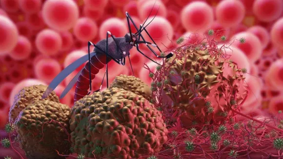 zika virus