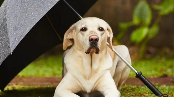 monsoon pet care